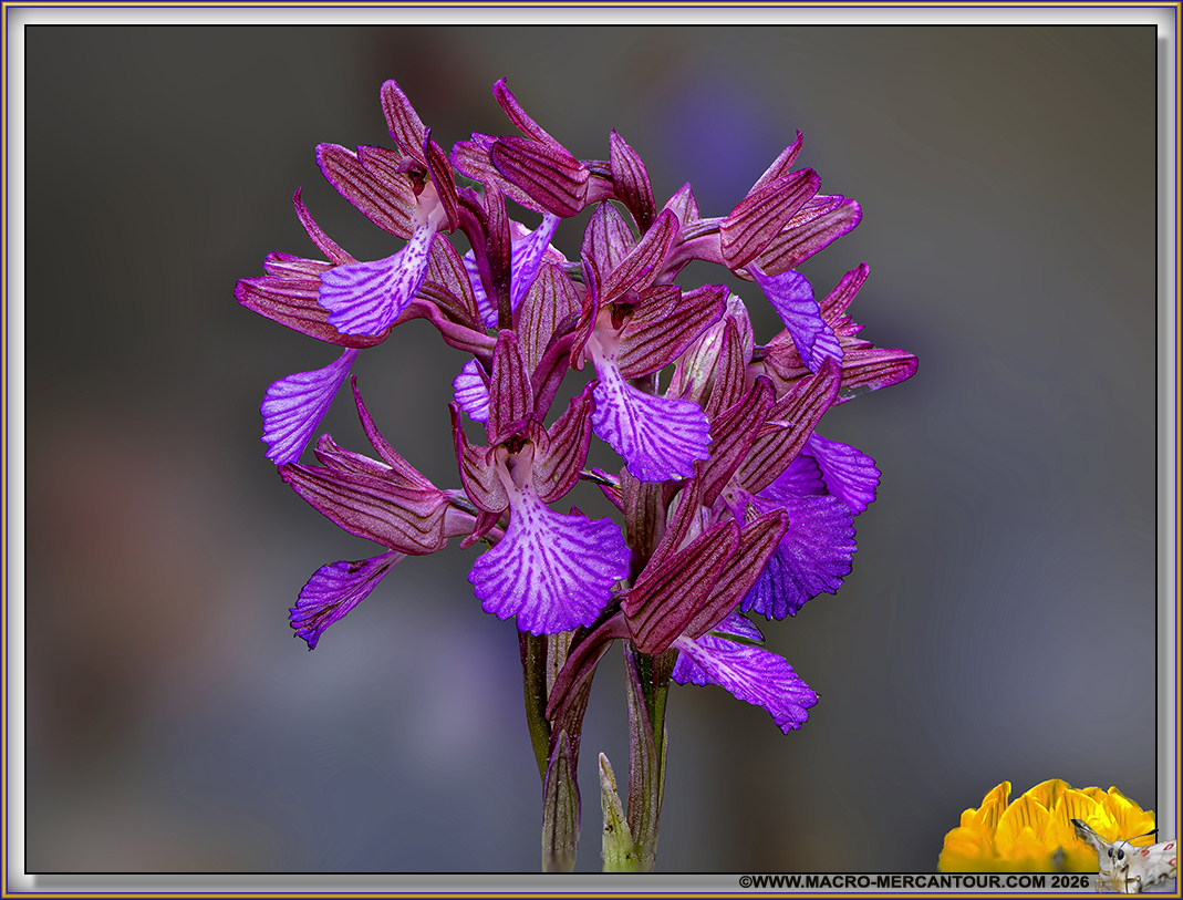 Orchis Papillon